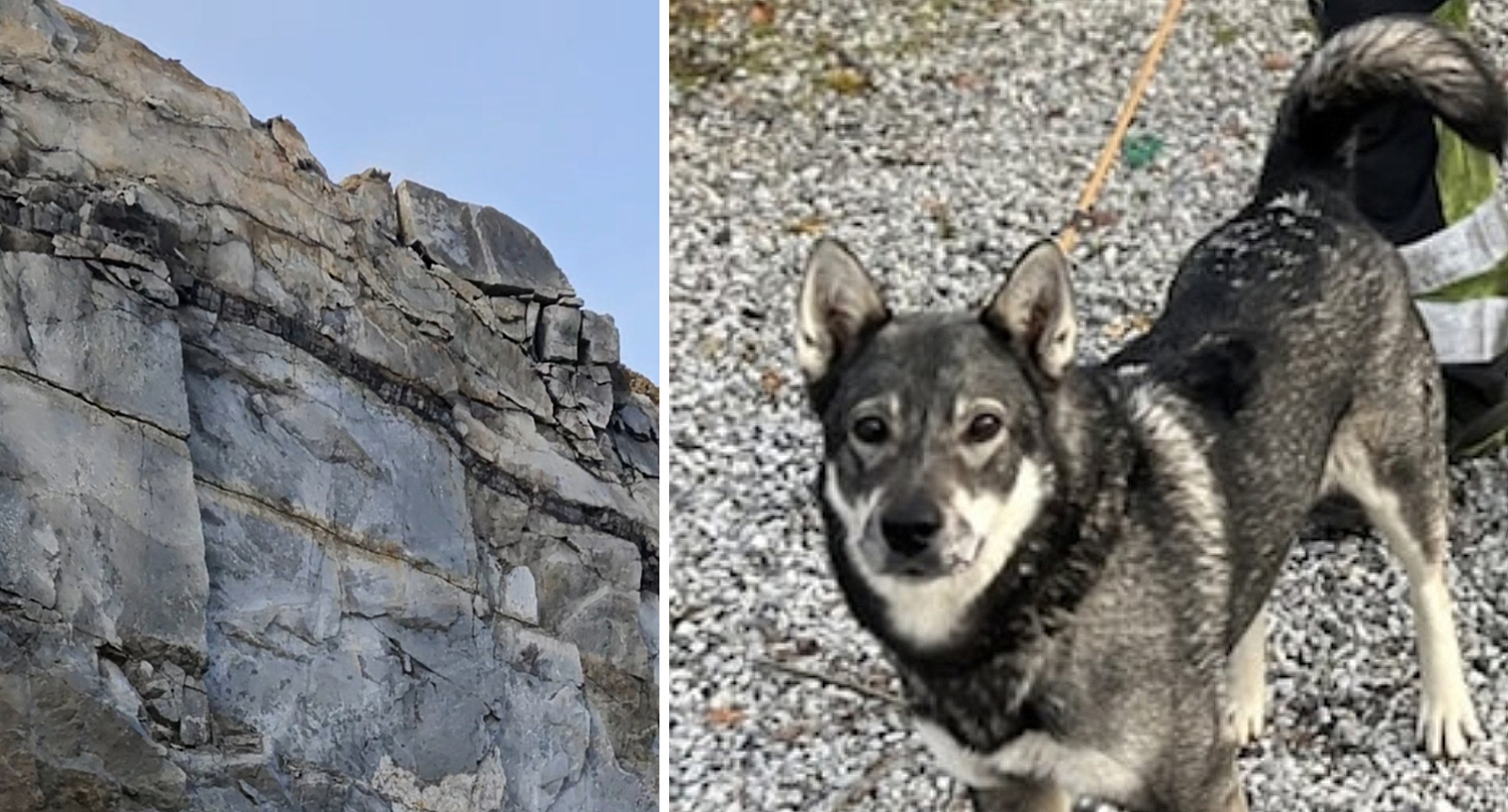 Hunden Oda överlevde fall på 14 meter – landade på en älg