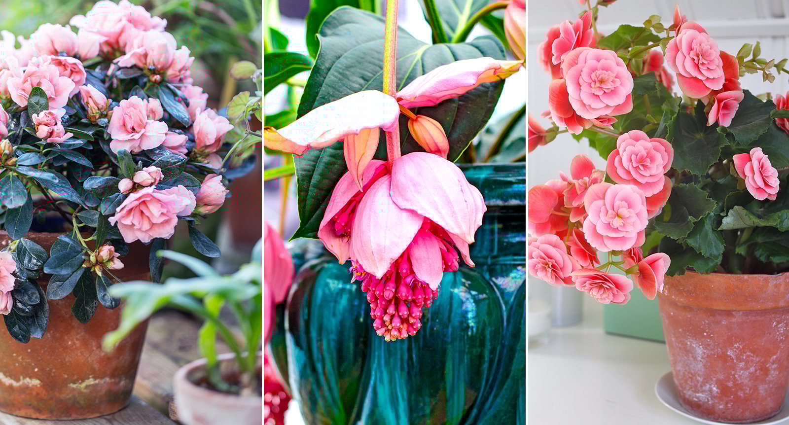 7 vackert rosa krukväxter som lyser upp ditt hem