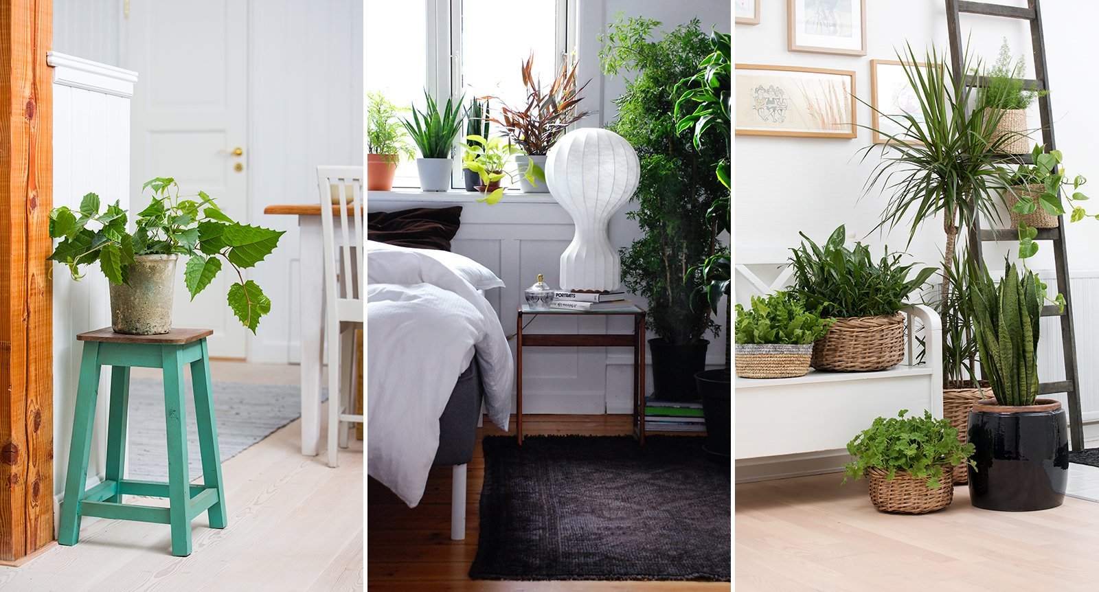Krukväxter till hemmets alla rum: Inspirerande tips och idéer