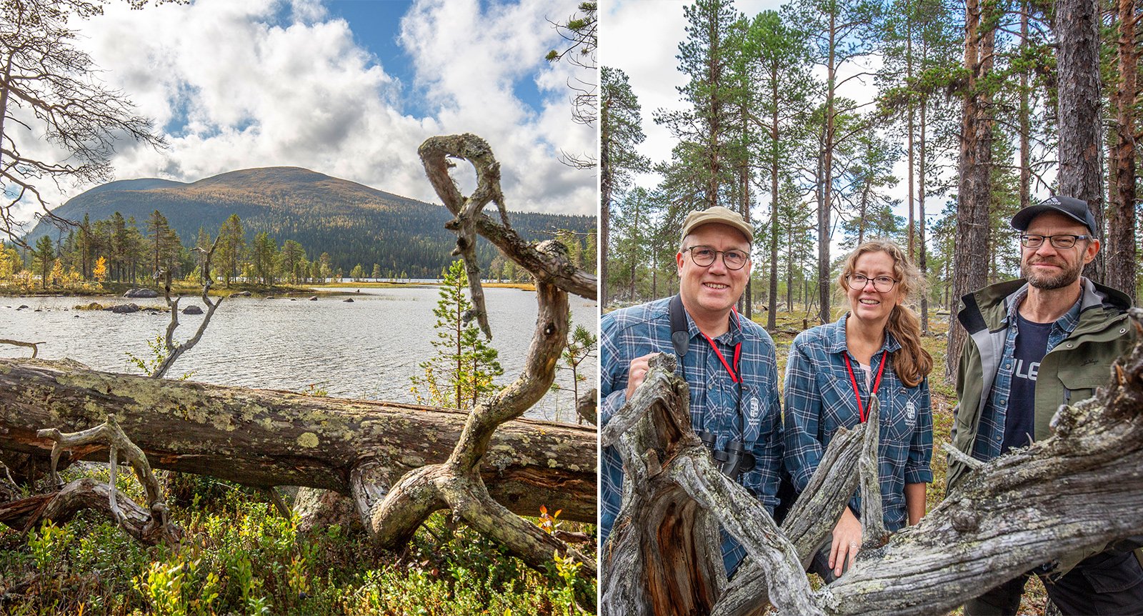 Nu ska urskogarna skyddas – 500 år gamla tallar var tänkta att avverkas