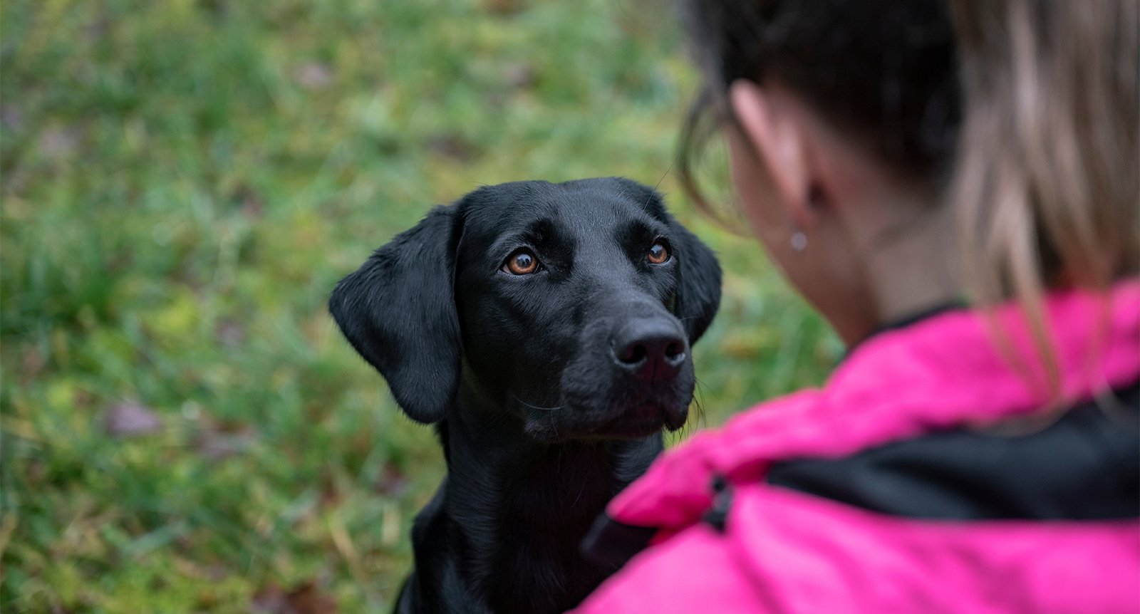 Hundpsykologen Anders Hallgren: Så löser du sju vanliga hundproblem