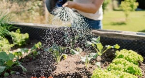 Maxa skörden i sommar: 5 snabbväxande grönsaker att så igen och igen