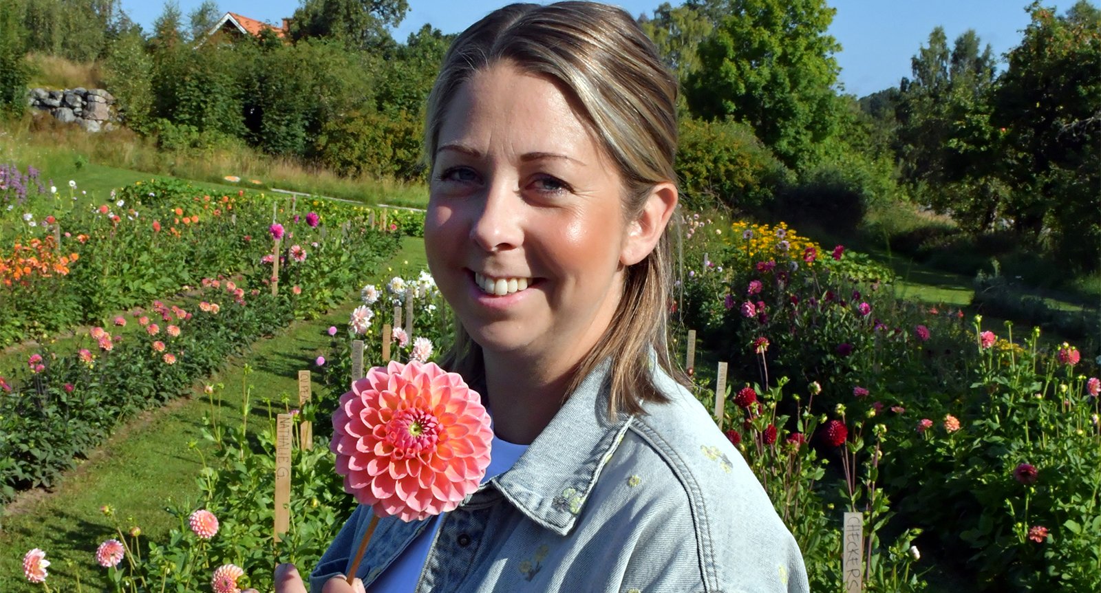 Frida odlar tusentals färgglada dahlior: ”Ju fler jag plockar, desto mer blommar de”