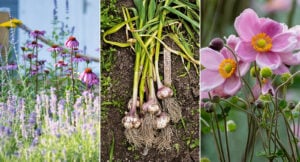 6 blommor och växter du kan plantera på hösten