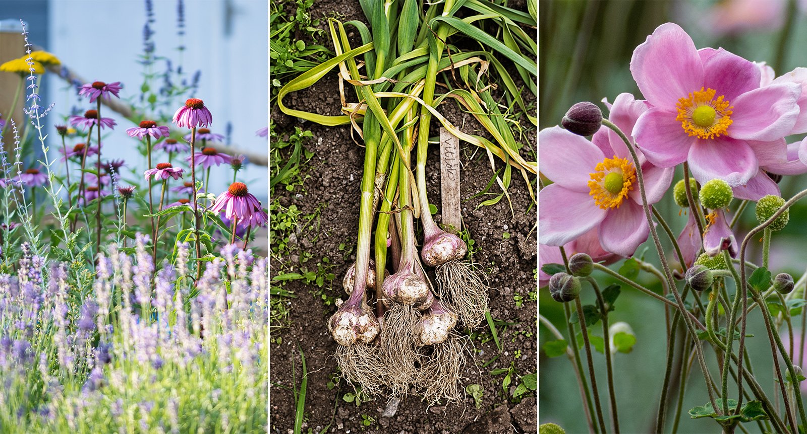 6 blommor och växter du kan plantera på hösten