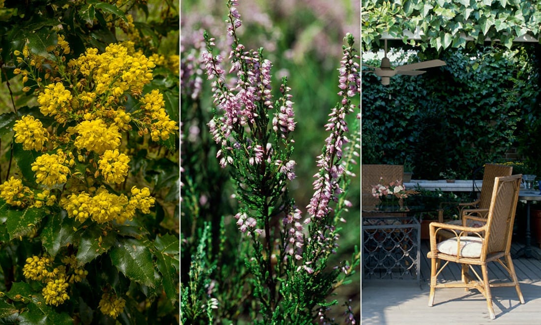 Så tar du hand om pollinatörerna i trädgården på hösten och vintern – 5 växter att satsa på