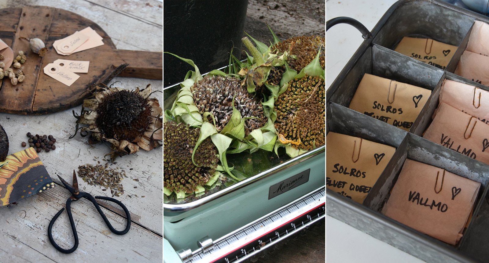 Samla trädgårdens fröer – budgetsmart höstpyssel