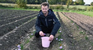 Snickaren Petter odlar saffran på Bjärehalvön: Pilligt, tidskrävande och avkopplande