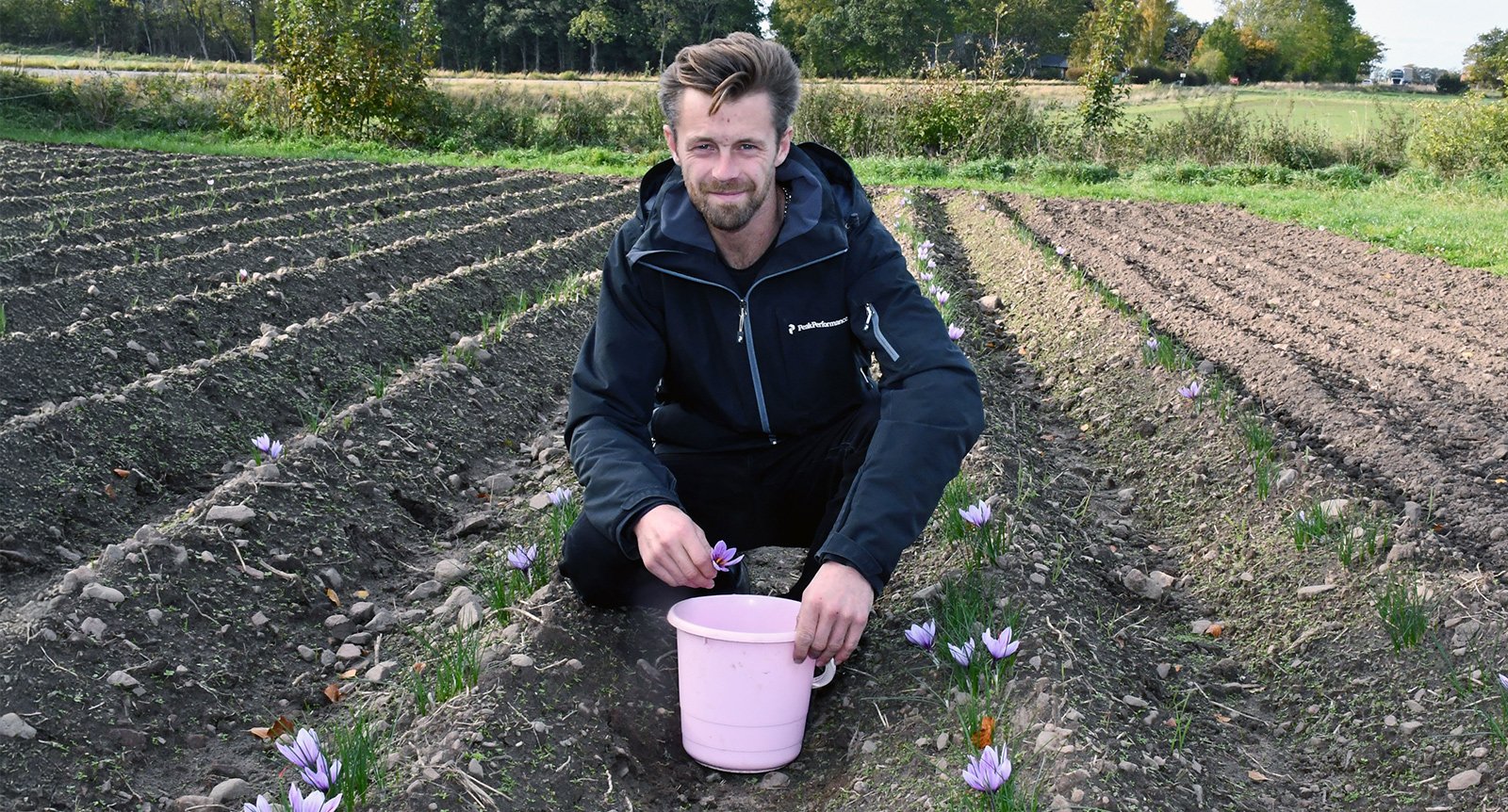 Snickaren Petter odlar saffran på Bjärehalvön: Pilligt, tidskrävande och avkopplande