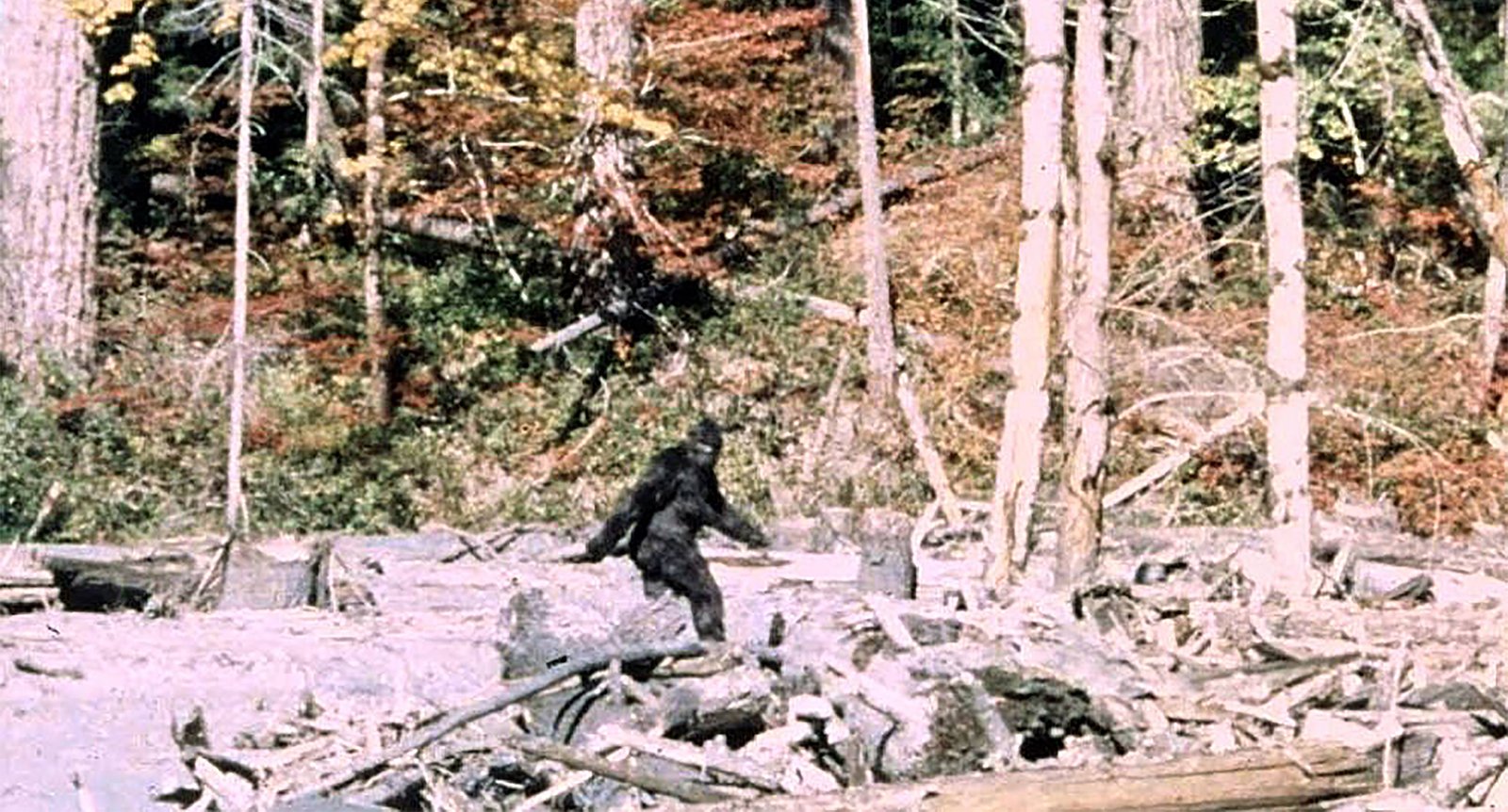Legenden om Bigfoot: Gömmer han sig i USA:s skogar?