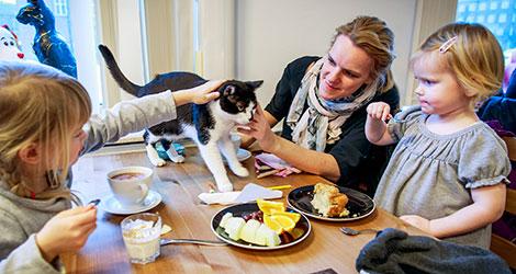 Ditte Thorbek och döttrarna Ida och Amalie får oväntat besök av hankatten Stoffer. Han vill gärna smaka på deras fika. Men Ditte Thorbek lyfter snabbt ned honom på golvet igen. Foto: Krister Hansson