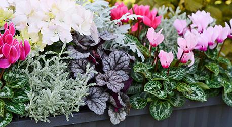 Cyklamen i olika nyanser får sällskap av vit hortensia, grå helgonört i förgrunden, silverek och alunrot. Foto: Blomsterlandet