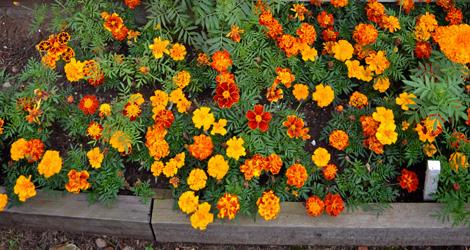 Tagetes lyser upp i rabatten och skyddar mot ohyra. Foto: Karin Hylander