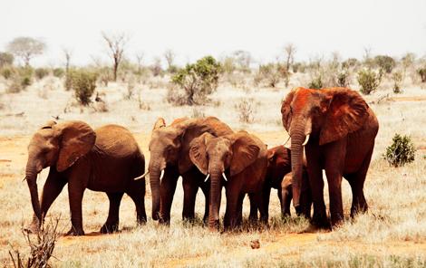 Elefanter i nationalparken Tsavo West i Kenya. Foto: Camilla Lindqvist