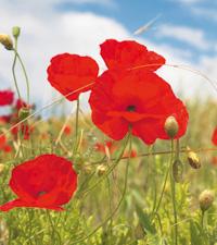 Vallmon överglänser allt när den blommar.Foto: Istockphoto.com