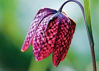 Kungsängsliljan, Fritillaria meleagris, som också kallas damspelslilja blommar i maj–juni med sina rutiga klockor. Vill stå i sol till halvskugga och får inte torka ut.