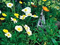 Sibirisk vallmo, Papaver croceum, i olika färger. Särskilt läcker är den med vita blommor.Foto: Susanna Rosén