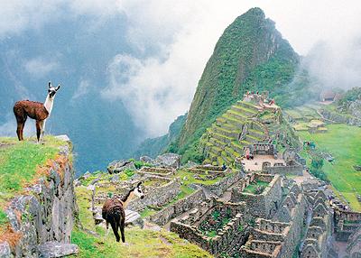 Tidigt på morgonen, innan de stora turistgrupperna anlänt, är chanserna goda att du får dela Machu Picchu med de för Peru så typiska alpackadjuren.Foto: Magnus Rosshagen