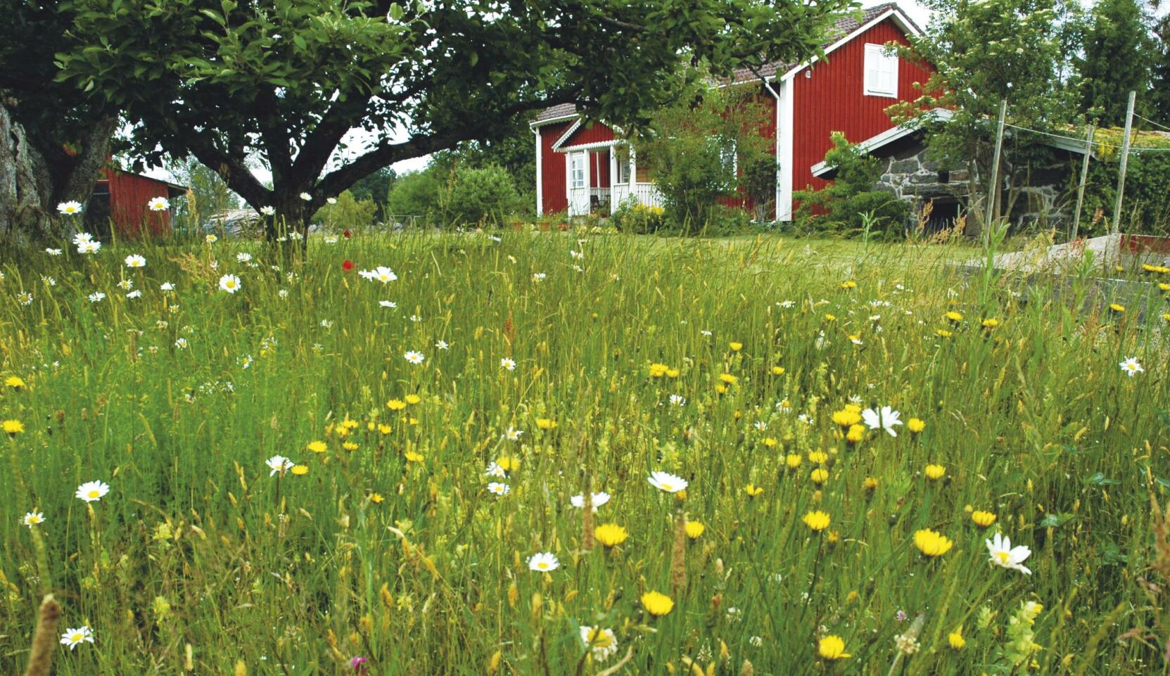 Så en sommaräng