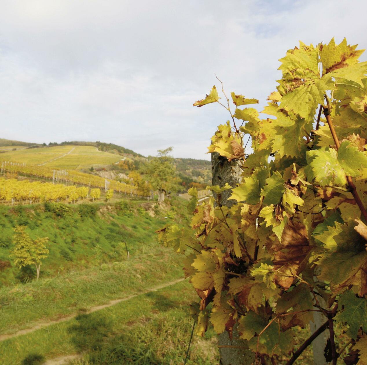 Till Ungern på vinresa i Tokaj
