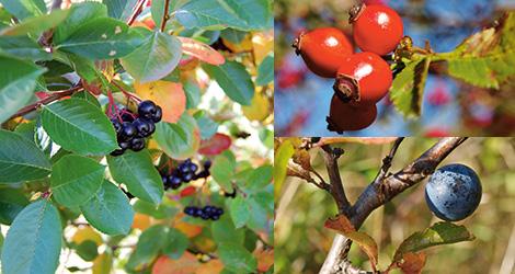 Aronia, nypon och slånbär är tre svenska bär som är proppfulla med antioxidanter. Foto: Aurora Borg, Anette Sievers