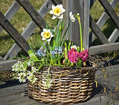 Lökväxter är snyggt i en generös korg. Tjuvstarta den sena lökblomningen i rabatten med att plantera några fördrivna från handelsträdgården. Ett par olika sorters narcisser, pärlhyacint, hyacint och stjärnlök Ornithogalum.