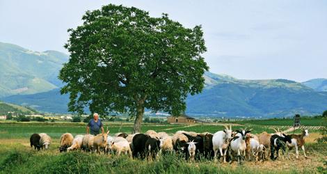 Bo vackert och nära naturen i Valnerinadalen . I bakgrunden finns Sordofloden och sympatiska stan Norcia. Foto: Anders Pihl
