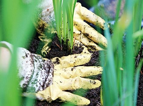 Mylla ner gödslet grunt. Slottsträdgårdsmästaren rekommenderar naturgödsel eller pelleterat organiskt gödsel som Algomin.Foto: Hasselfors Garden.