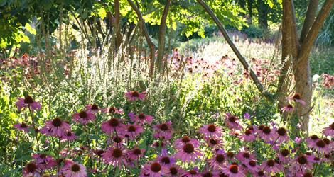 Röda solhattar, Echinacea purpurea, ger Drömparken karaktär på sensommaren. Foto: Anette Sievers