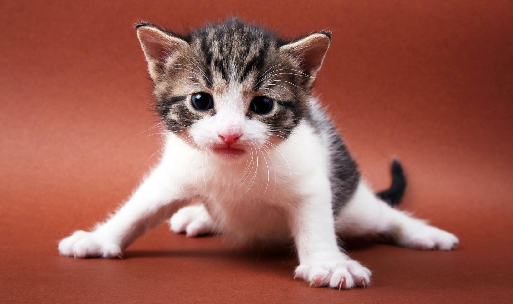 Foto: iStockphoto