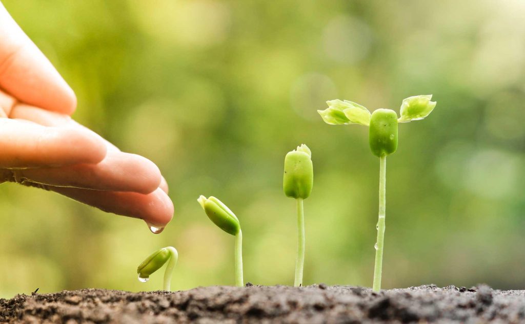 Plantorna du inte kan ta död på. Foto: Bigstock