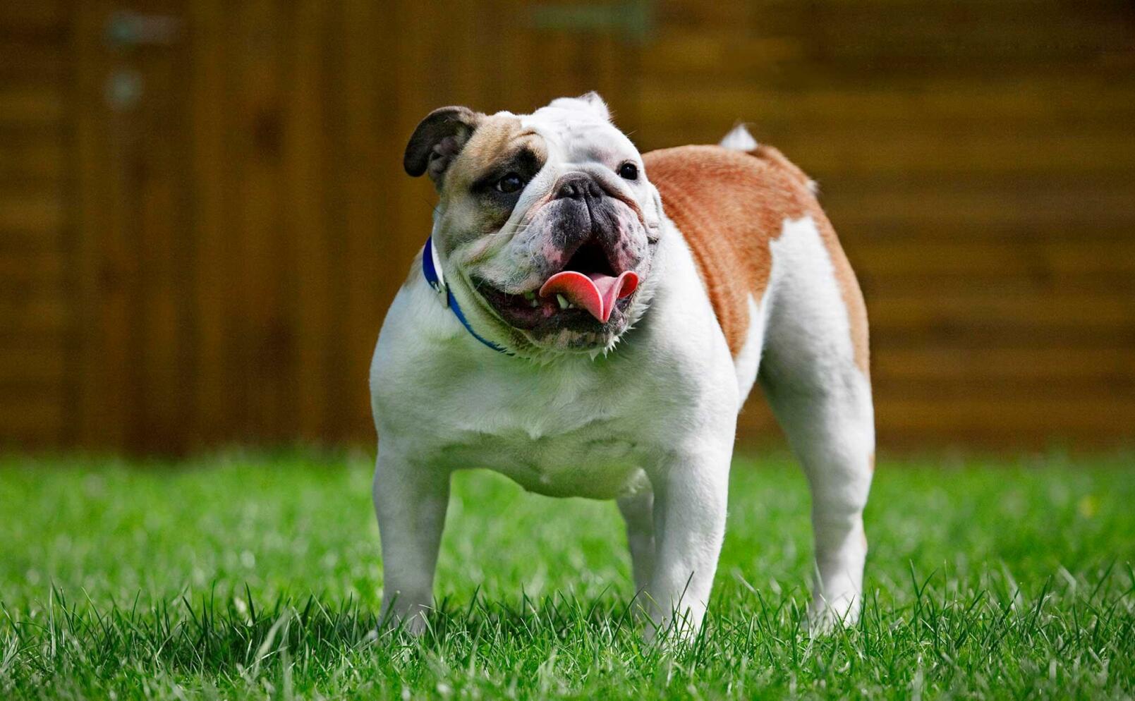 TV: Anders Bagge om sorgen efter sin hund
