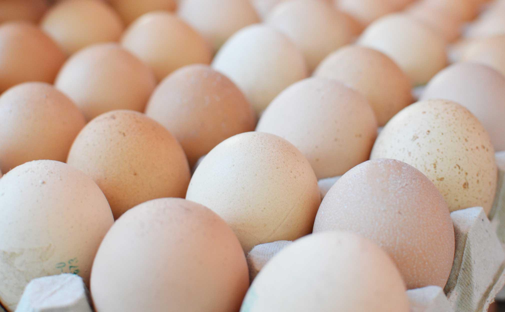 Ekoägg tre gånger giftigare än vanliga ägg