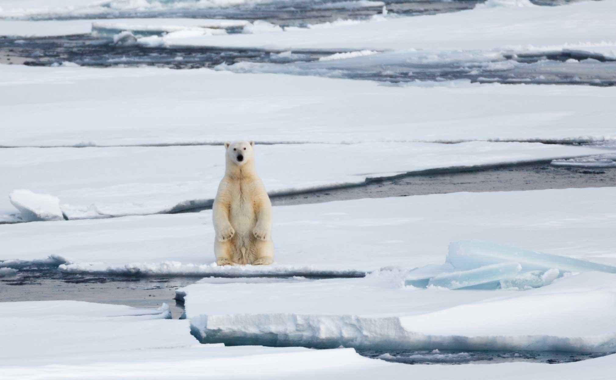 Ledsna isbjörnen Pizza har det tillfälligt bättre
