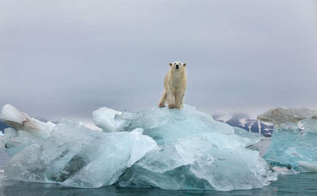 Isarna smälter snabbt på Arktis Foto: Getty