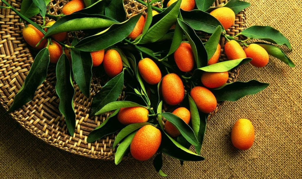 Kumquat är citrusfrukten som du kan sluka hel. Den är laddad med såväl kalium som vitamin A och C. Foto: Getty Images