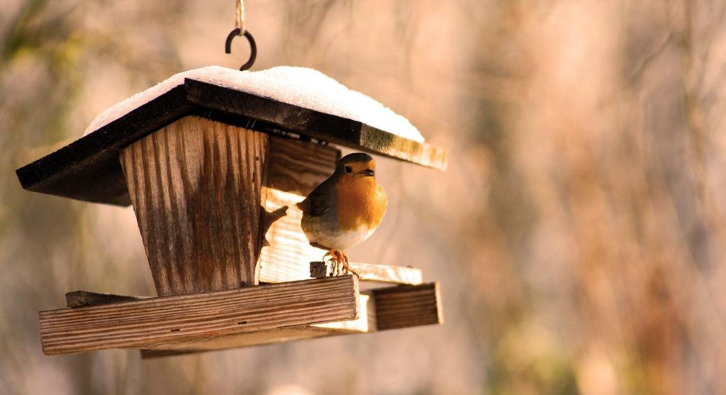 Ge våra bevingade vänner lite extra hjälp i vinter. Foto: iStock