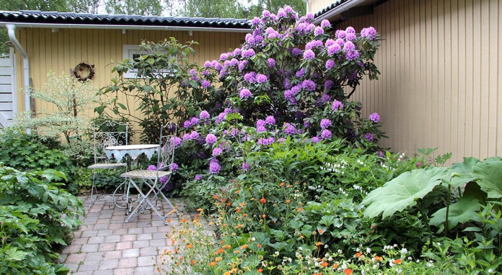 En lummig plats för fika finns i vinkeln i skydd av boden och grannens hus, vid den mäktiga rhododendronen. Stenen har maken Börje lagt. Foto: Susann Gson Engqvist