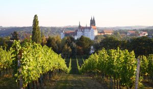 Slottet Albrechtsburg är omgivet av vingårdar.