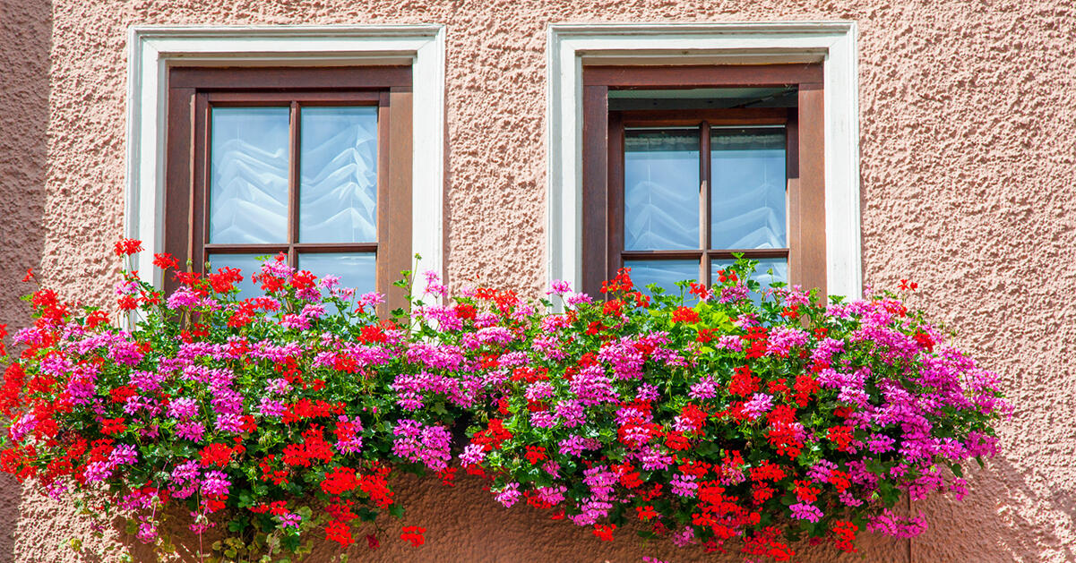 10 tips på hur du lyckas med dina pelargoner i vår