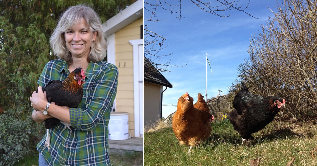 Börja med höns i trädgården – vår experts bästa råd