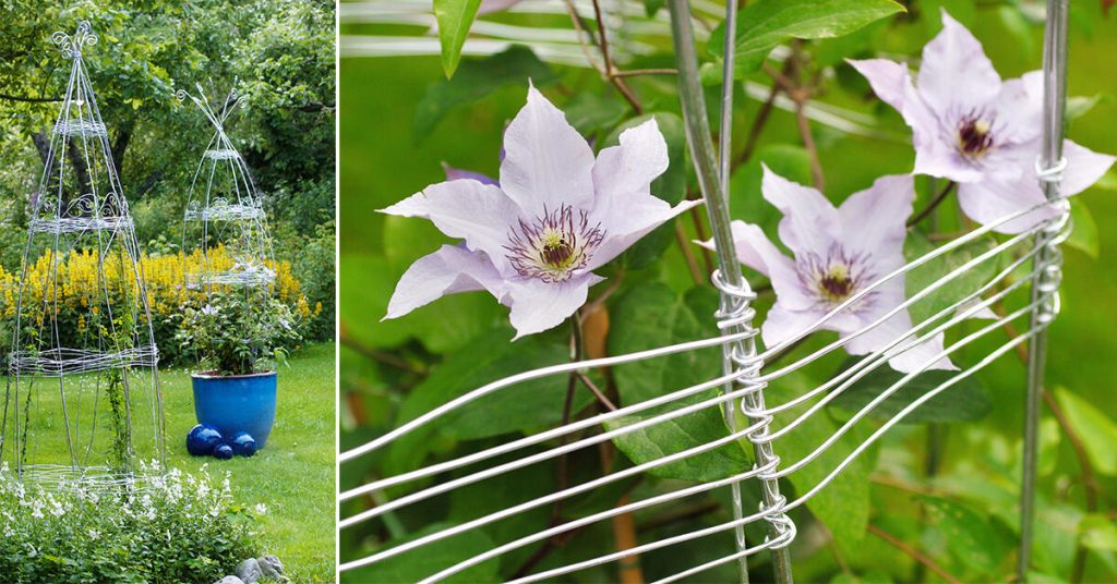 Blomstertornen står lika bra i kruka som på friland. Foto: Anna Jeppsson