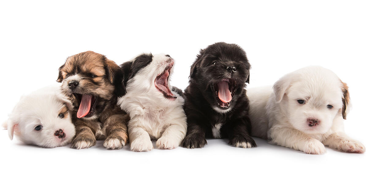 Foto: iStock