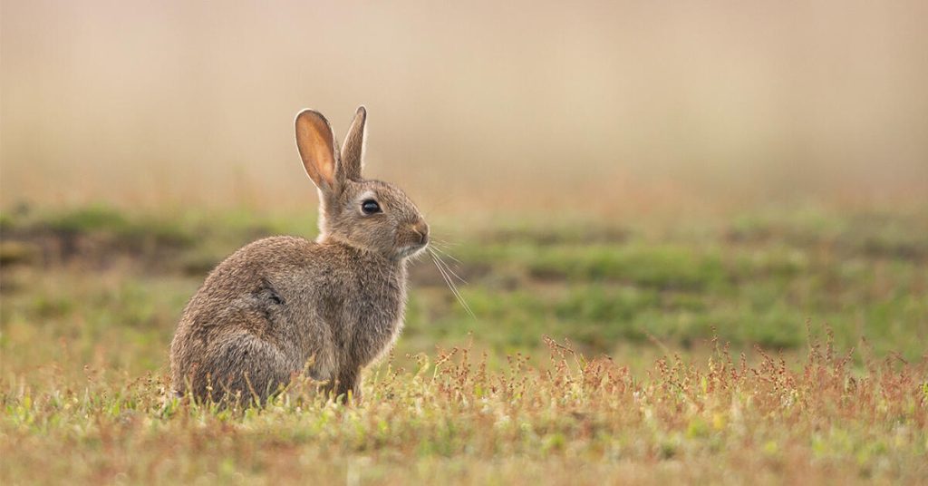 Foto: Istock