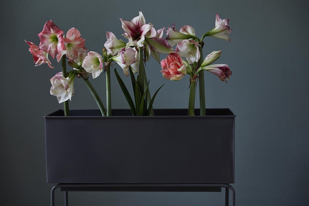 19 november är amaryllisens dag, //Foto: Blomsterfrämjandet