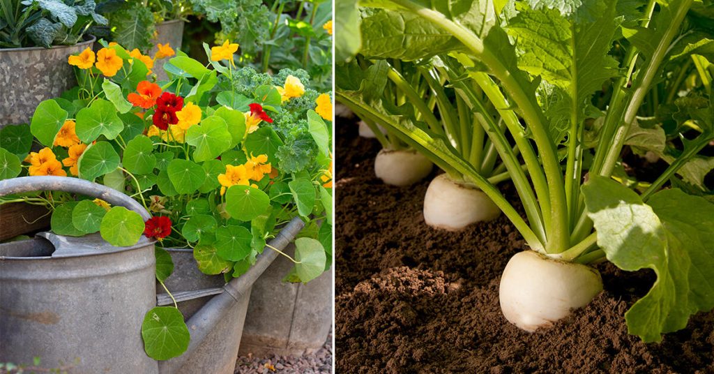 Buskkrassen ’Crazy Jewel’, med färgsprakande röda och gula ätbara blommor, lyser upp bland grönkålen i zinkhinkar (Lord Nelson). Slät och rund i varmt vitt med krispig och söt smak är den japanska majrovan ’Natsu Komachi’. Även bladen har god smak (Impecta).