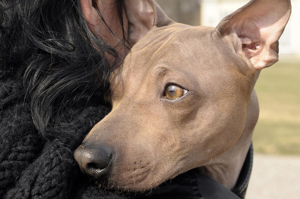 Det har hänt många gånger att djur misshandlats till döds av den som hotar och kontrollerar. (Personen och hunden på bilden har inget med artikeln att göra). Foto: Katherine Walsh