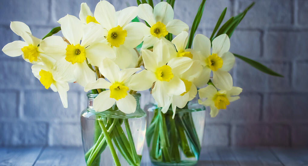 Använd kallt vatten till alla blommor som ska stå i vas. Foto: TT