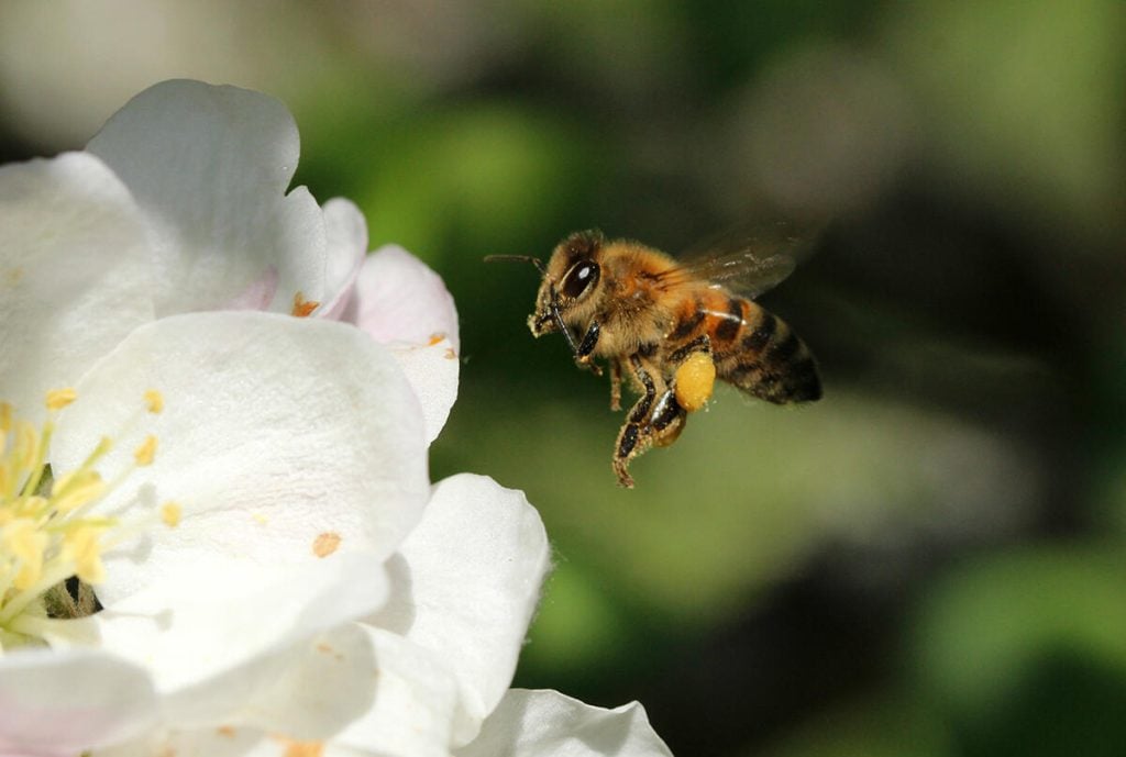 Med färre pollinatörer blir det mindre skördar och sämre smak på frukt och bär. Foto: Linda Prieditis