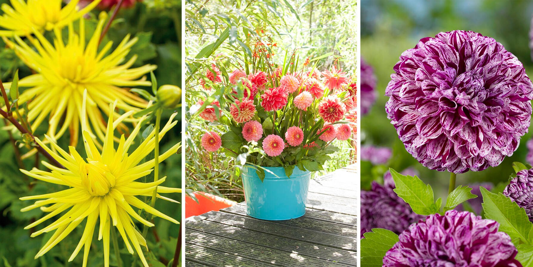 Dags för dahlian – här är de bästa tipsen för fantastisk blomprakt i sommar!